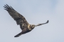 (Western) Marsh Harrier - young in flight