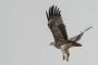 (Eastern) Imperial Eagle - young in takeoff