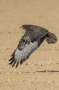 (Common) Buzzard - in flight