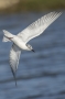 Whiskered Tern - winter plumage