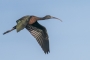Glossy Ibis - in flight
