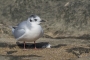 Little Gull - winter plumage