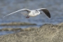 Little Gull - winter plumage in flight