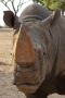 Rhinoceros (Zoo)