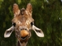 Giraffe (Zoo)