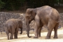 Elephants - mother & cub (Zoo)