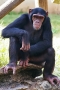 Chimpanzee (Zoo)