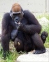 Gorillas - mother & cub (Zoo)