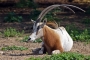 Scimitar Oryx (Park)