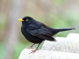 Blackbird (male) 