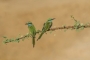 Arabian Green Bee-eaters