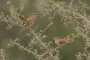 Rufous-tailed Scrub-Robins
