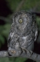 Eurasian Scops-Owl