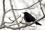 Blackbird - male