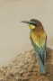 (European) Bee-eater - back view