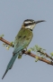 White-throated Bee-eater - back view