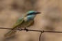 Arabian Little Green Bee-eater - young