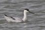 (Pied) Avocet - young
