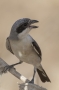Lesser Gray Shrike