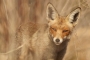 Fox - female