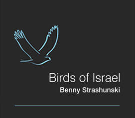 Birds of Israel